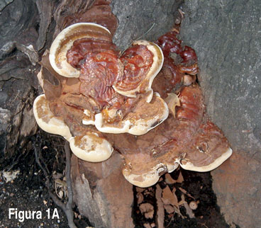 Decay Fungi