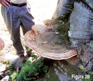 Decay Fungi